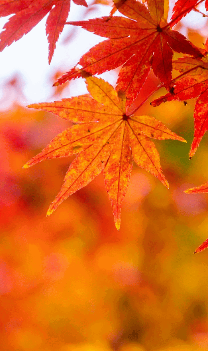 ESS article full width header (5).png